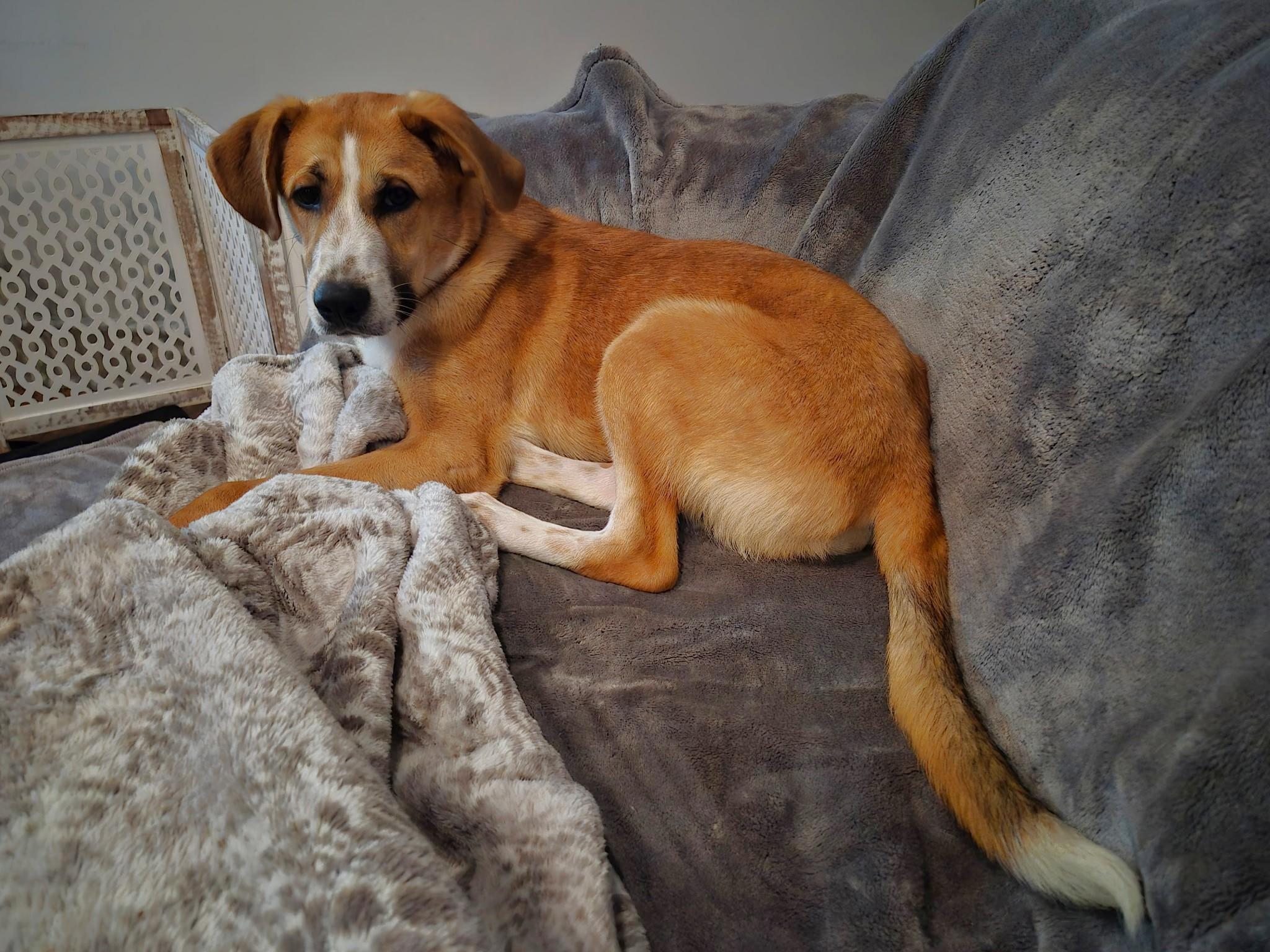 Enlarge West, a Adoptable Mixed Breed in Schaumburg, IL image 5/5