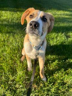 Enlarge West, a Adoptable Mixed Breed in Schaumburg, IL image 2/6