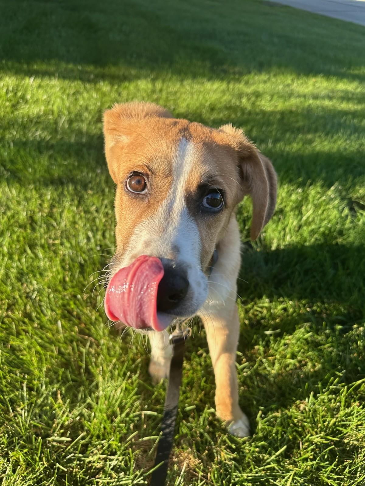 Enlarge West, a Adoptable Mixed Breed in Schaumburg, IL image 3/6