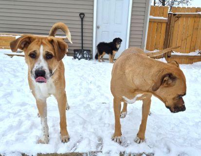 Enlarge West, a Adoptable Mixed Breed in Schaumburg, IL image 4/5