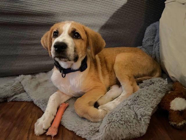 Enlarge West, a Adoptable Mixed Breed in Schaumburg, IL image 6/6