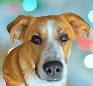 Enlarge West, a Adoptable Mixed Breed in Schaumburg, IL image 1/5