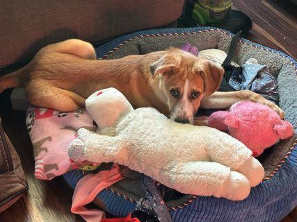 Enlarge West, a Adoptable Mixed Breed in Schaumburg, IL image 4/6