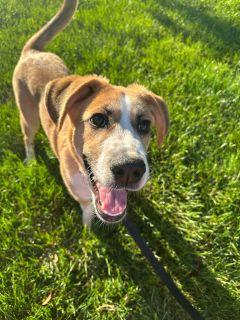 Enlarge West, a Adoptable Mixed Breed in Schaumburg, IL image 5/6