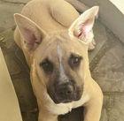 Dancer, Adoptable, Young Male Anatolian Shepherd & Cattle Dog.