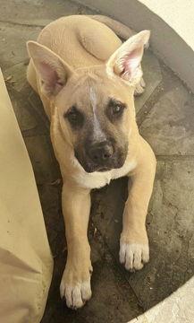 Dancer, a Adoptable mixed breed in Fremont, CA image 2/2