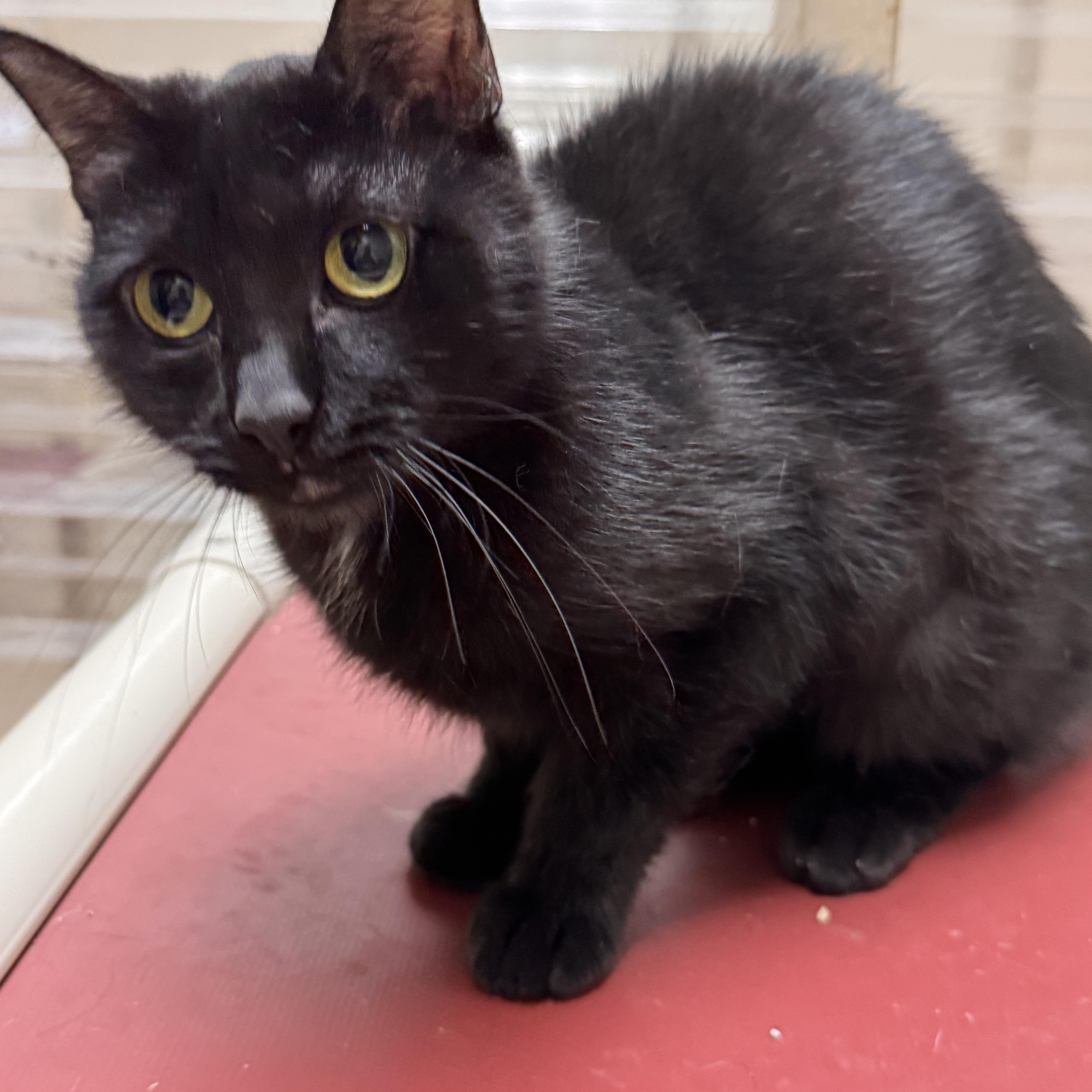 Buffy , ADOPTABLE, Adult Female Domestic Short Hair.