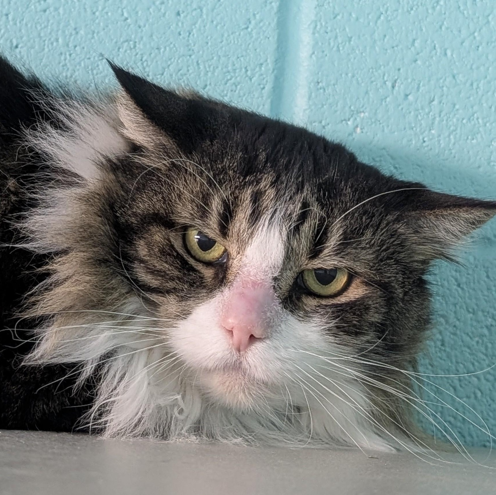 Gecko, adopted, Adult Female Domestic Long Hair.