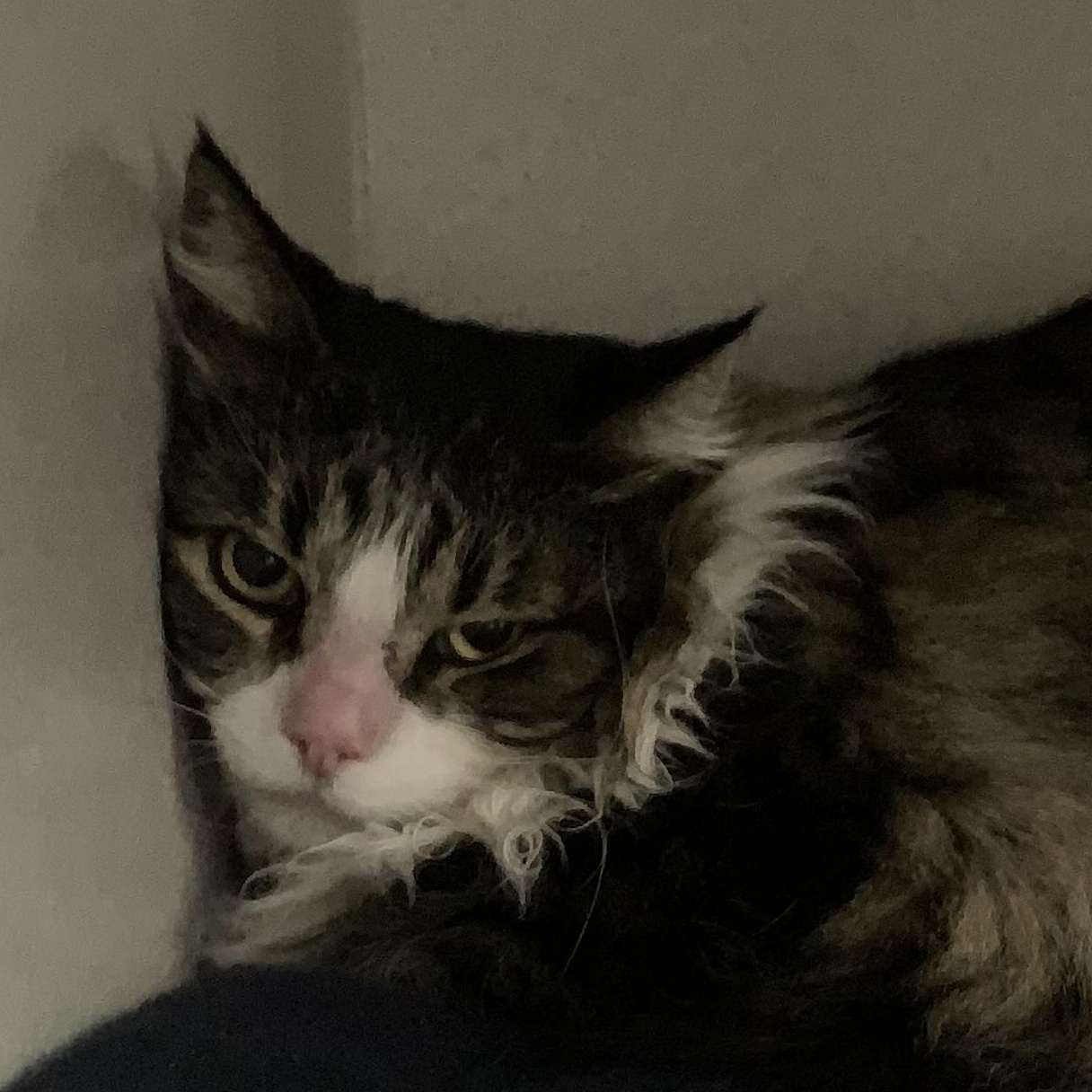 Gecko, ADOPTABLE, Adult Female Domestic Long Hair.