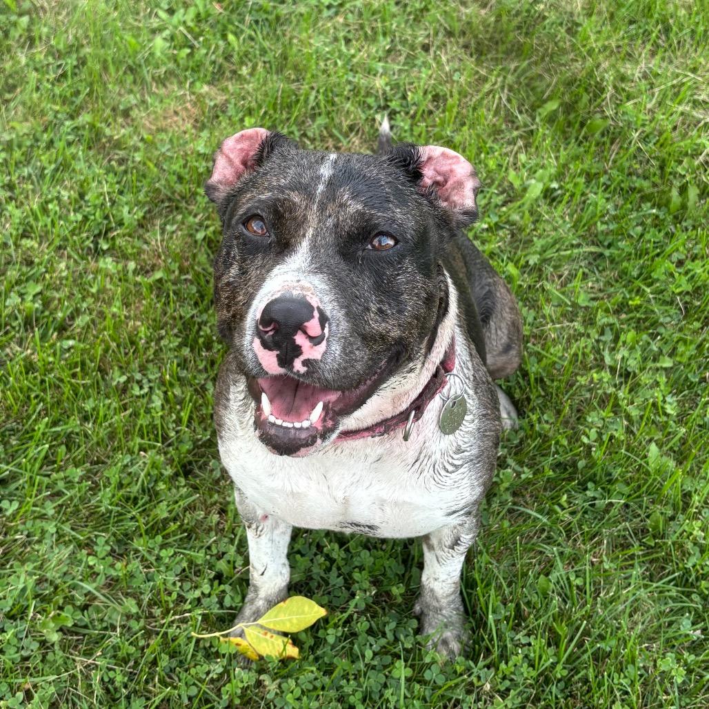 Quartz, a Adoptable Terrier in Brookfield, WI image 3/5