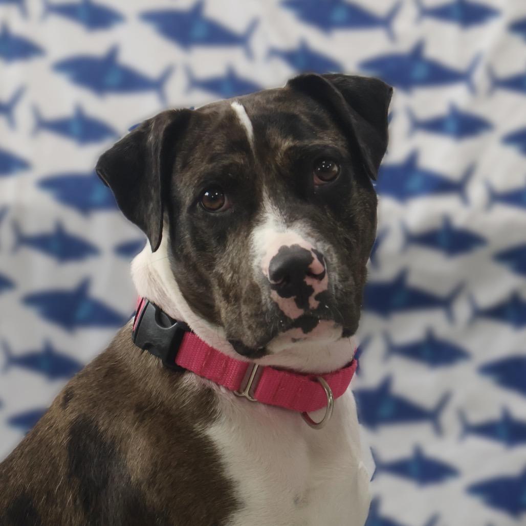 Quartz, a Adoptable Terrier in Brookfield, WI image 4/5