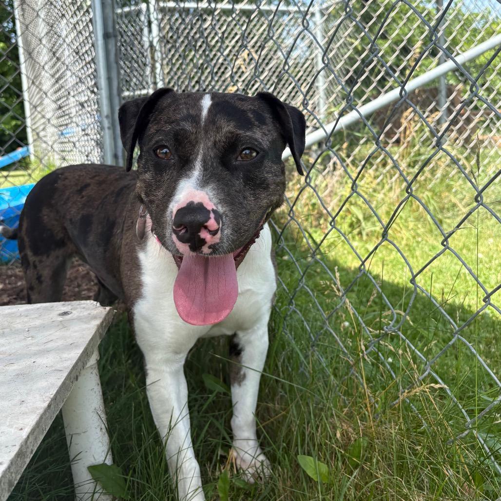 Quartz, a Adoptable Terrier in Brookfield, WI image 5/5