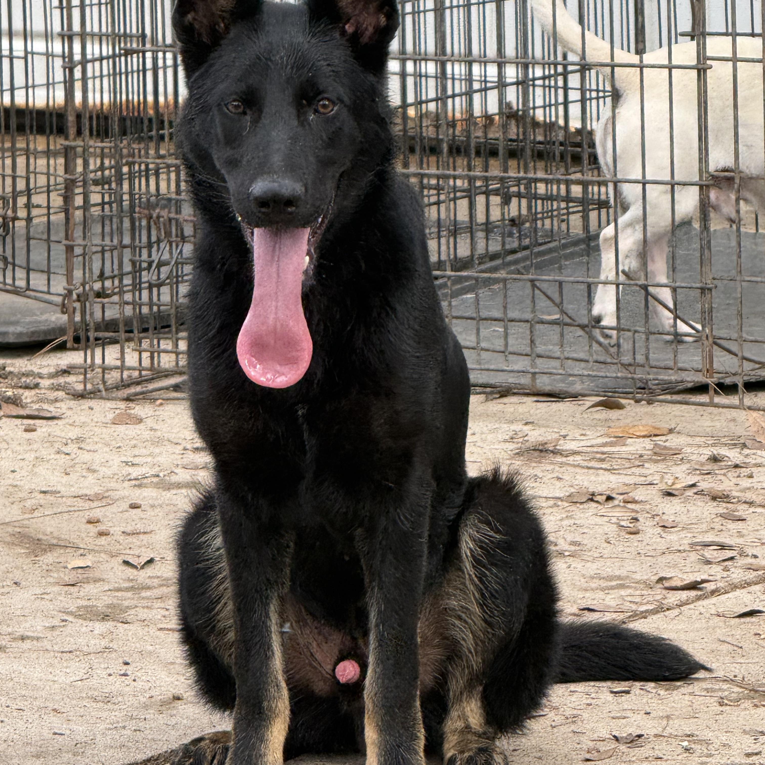 Enlarge COLBY, a ADOPTABLE mixed breed in Annandale, VA image 4/4