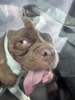 Enlarge Jimmy, a Adoptable mixed breed in Redmond, OR image 2/2