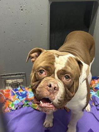 Jimmy, Adoptable, Young Male Bulldog.