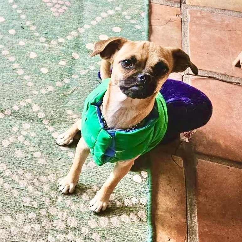 Enlarge Angie, a Adoptable mixed breed in Benbrook, TX image 5/6