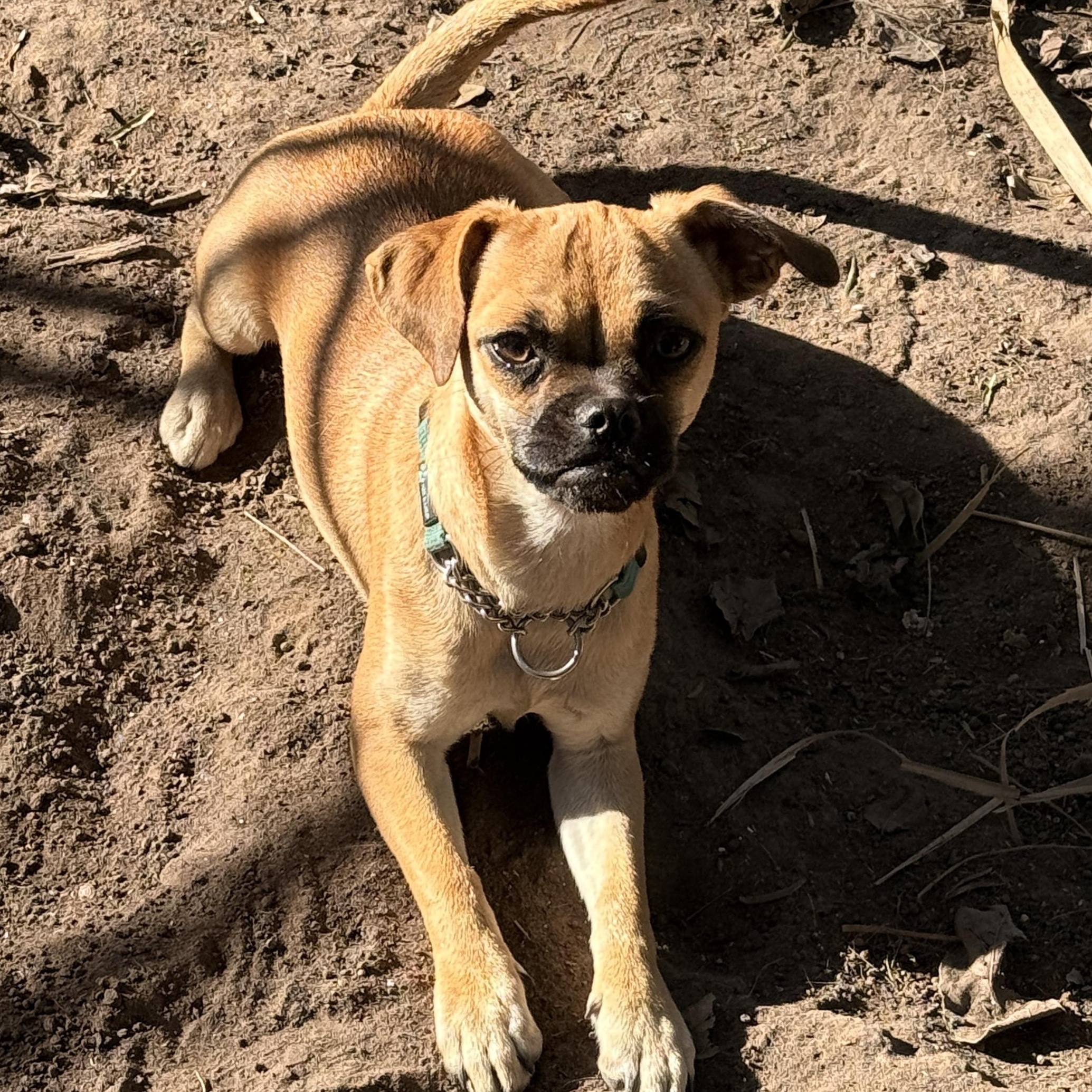 Enlarge Angie, a Adoptable mixed breed in Benbrook, TX image 6/6