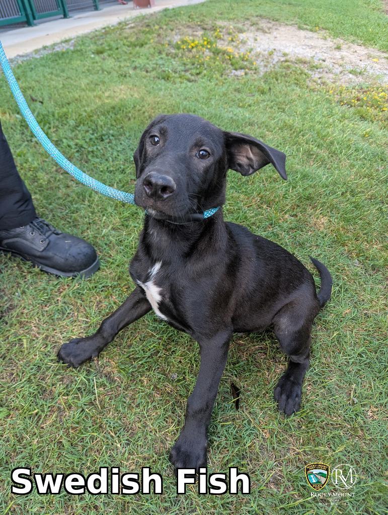 Swedish Fish, Adoptable, Puppy Male Pit Bull Terrier.