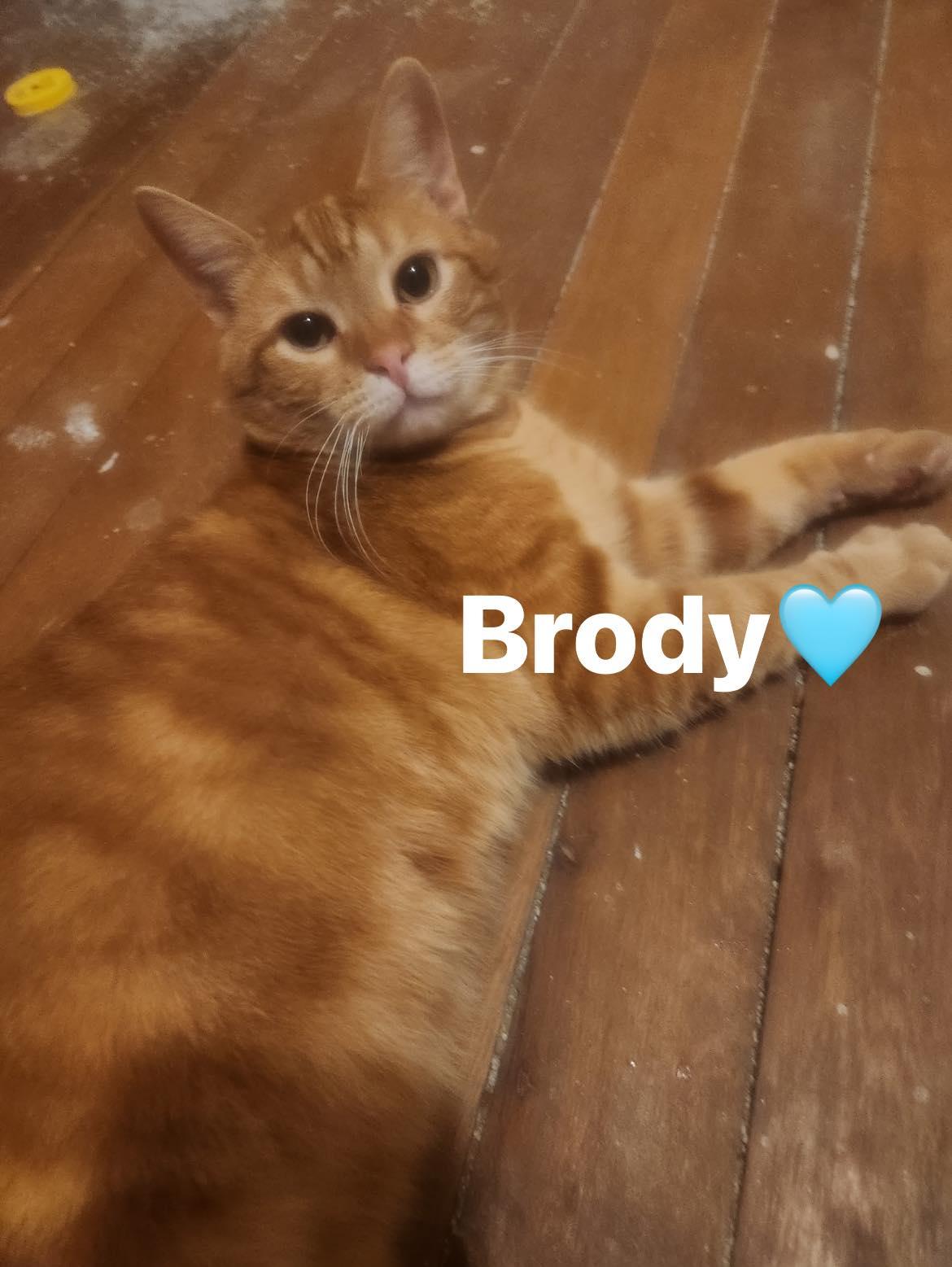 Enlarge Brody, a Adoptable Domestic Short Hair in Beckley, WV image 2/2