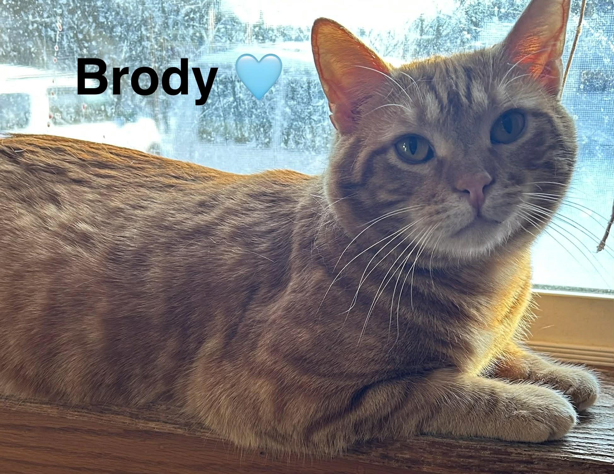 Brody, Adoptable, Young Male Domestic Short Hair.