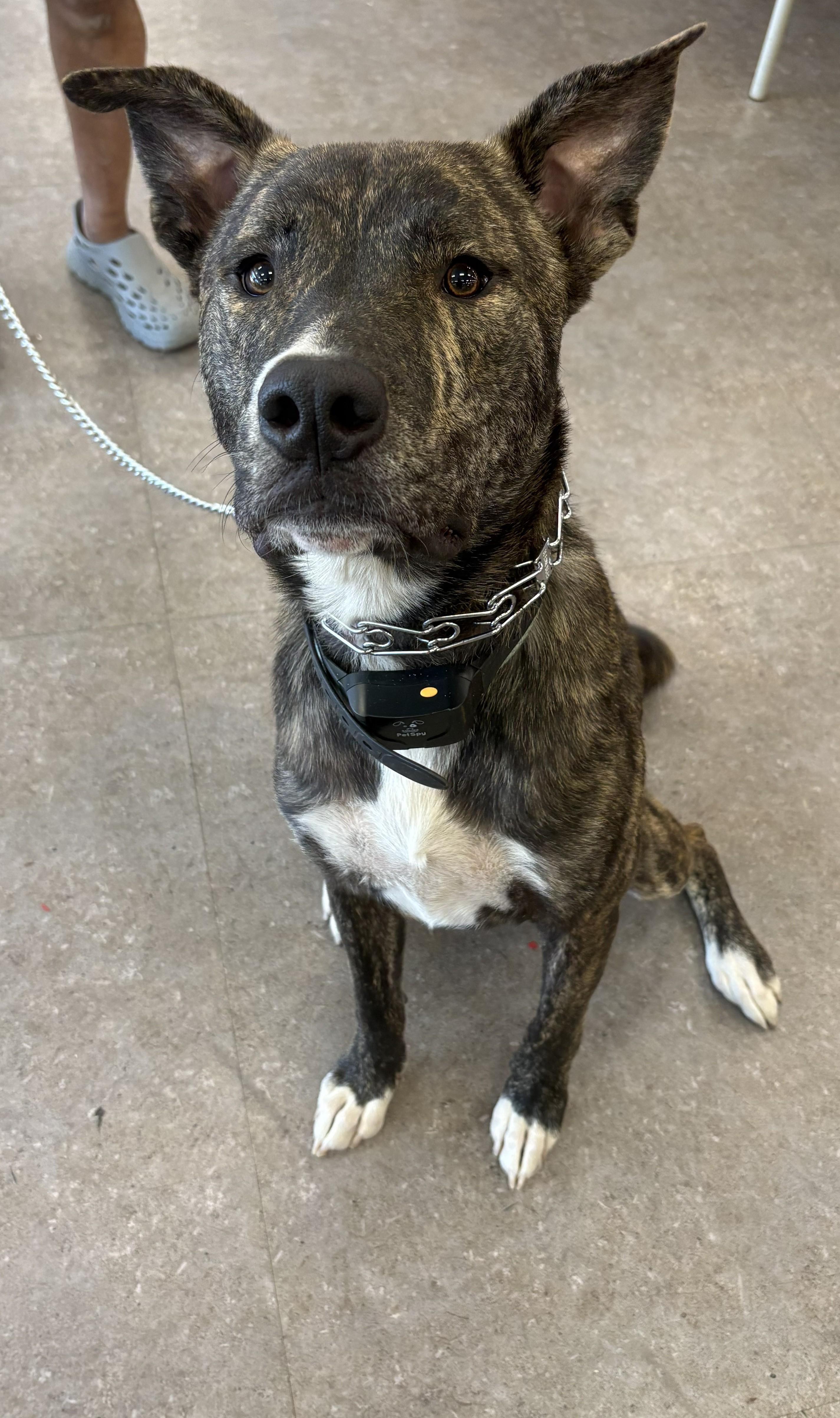 Cairo, a ADOPTABLE mixed breed in Studio City, CA image 4/4