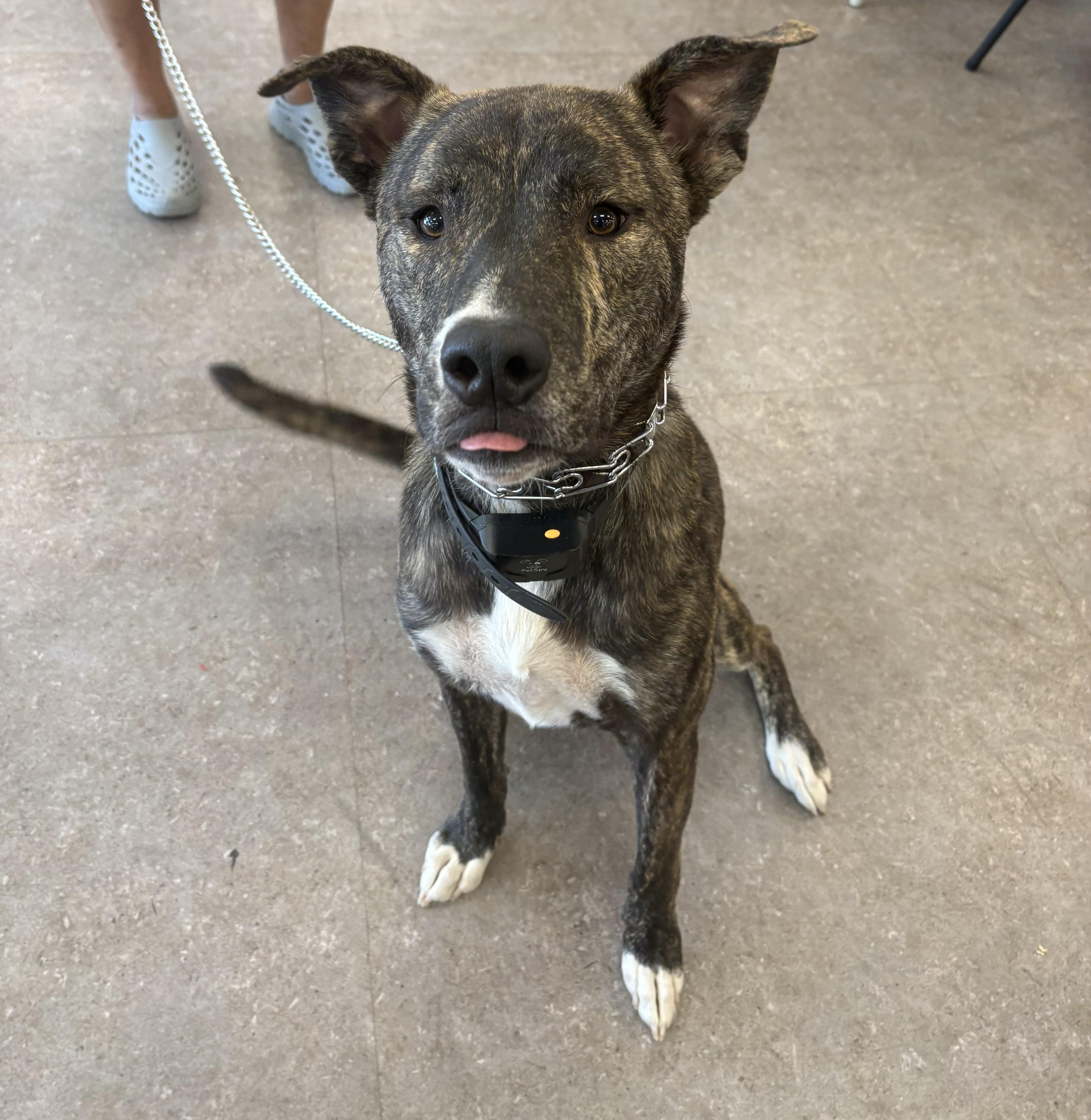 Cairo, ADOPTABLE, Young Male Akita & American Staffordshire Terrier.