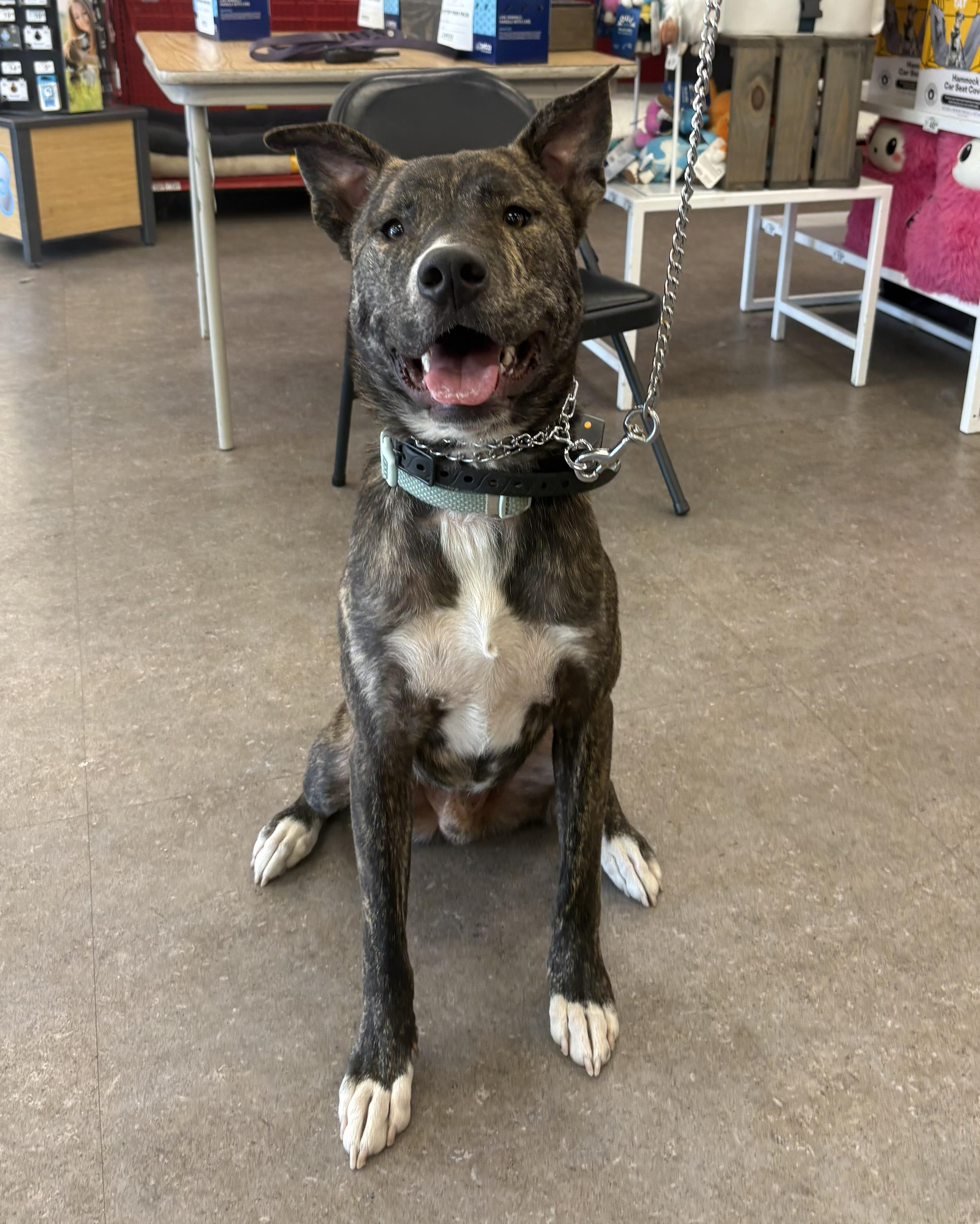 Cairo, a ADOPTABLE mixed breed in Studio City, CA image 2/4