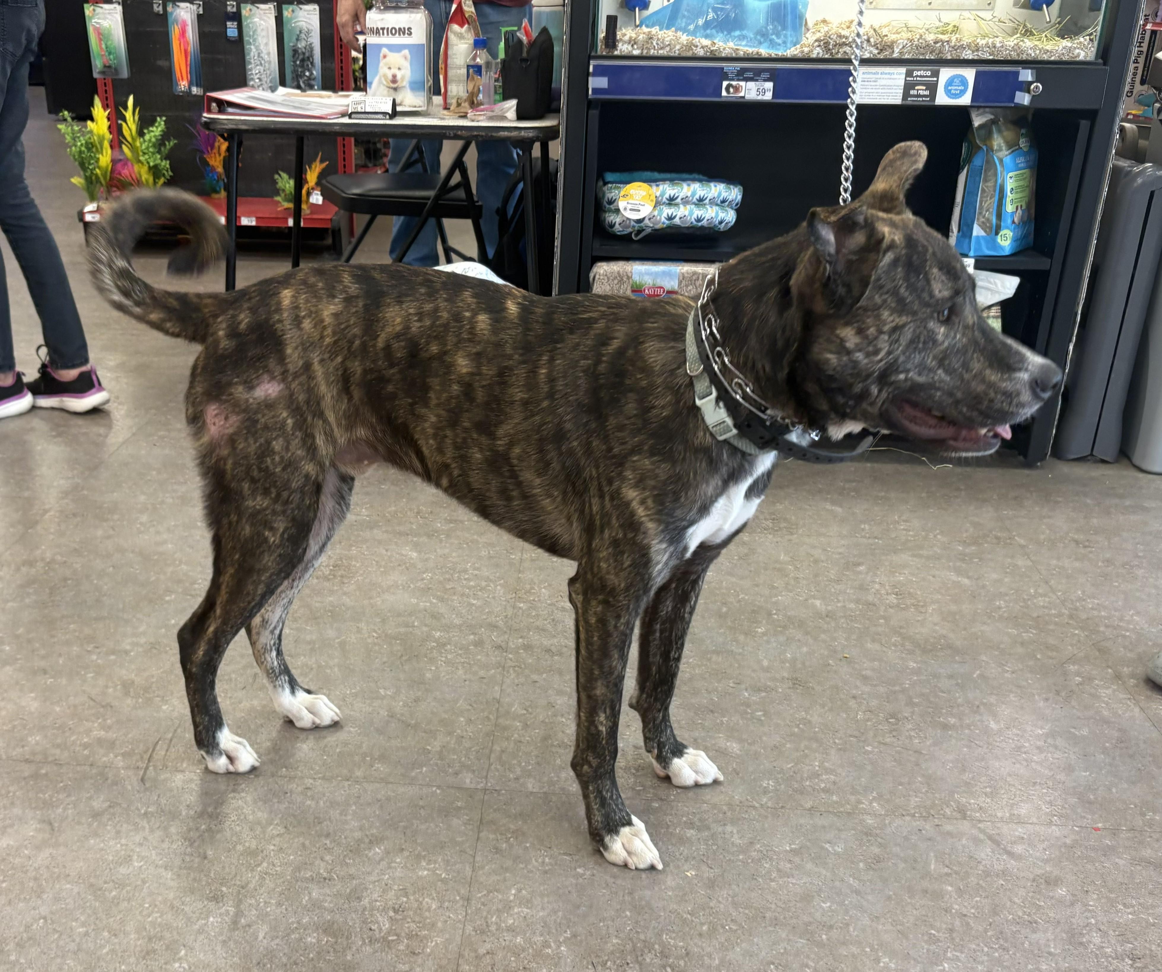 Cairo, a ADOPTABLE mixed breed in Studio City, CA image 3/4