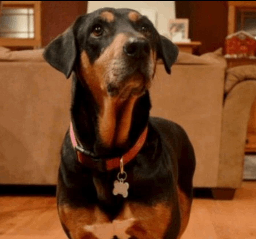 Enlarge Cora, a Adoptable mixed breed in Denver, CO image 7/9