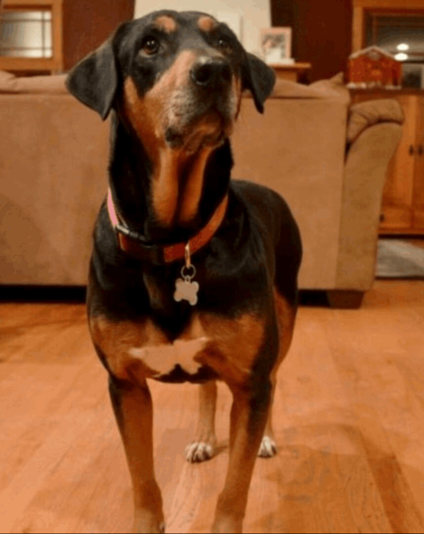 Enlarge Cora, a Adoptable mixed breed in Denver, CO image 8/9