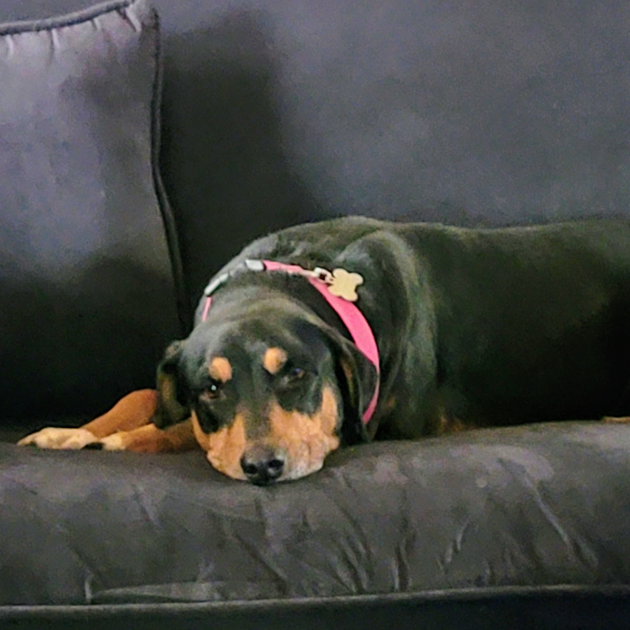 Cora, a Adoptable mixed breed in Denver, CO image 1/9