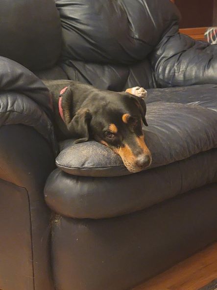 Enlarge Cora, a Adoptable mixed breed in Denver, CO image 9/9