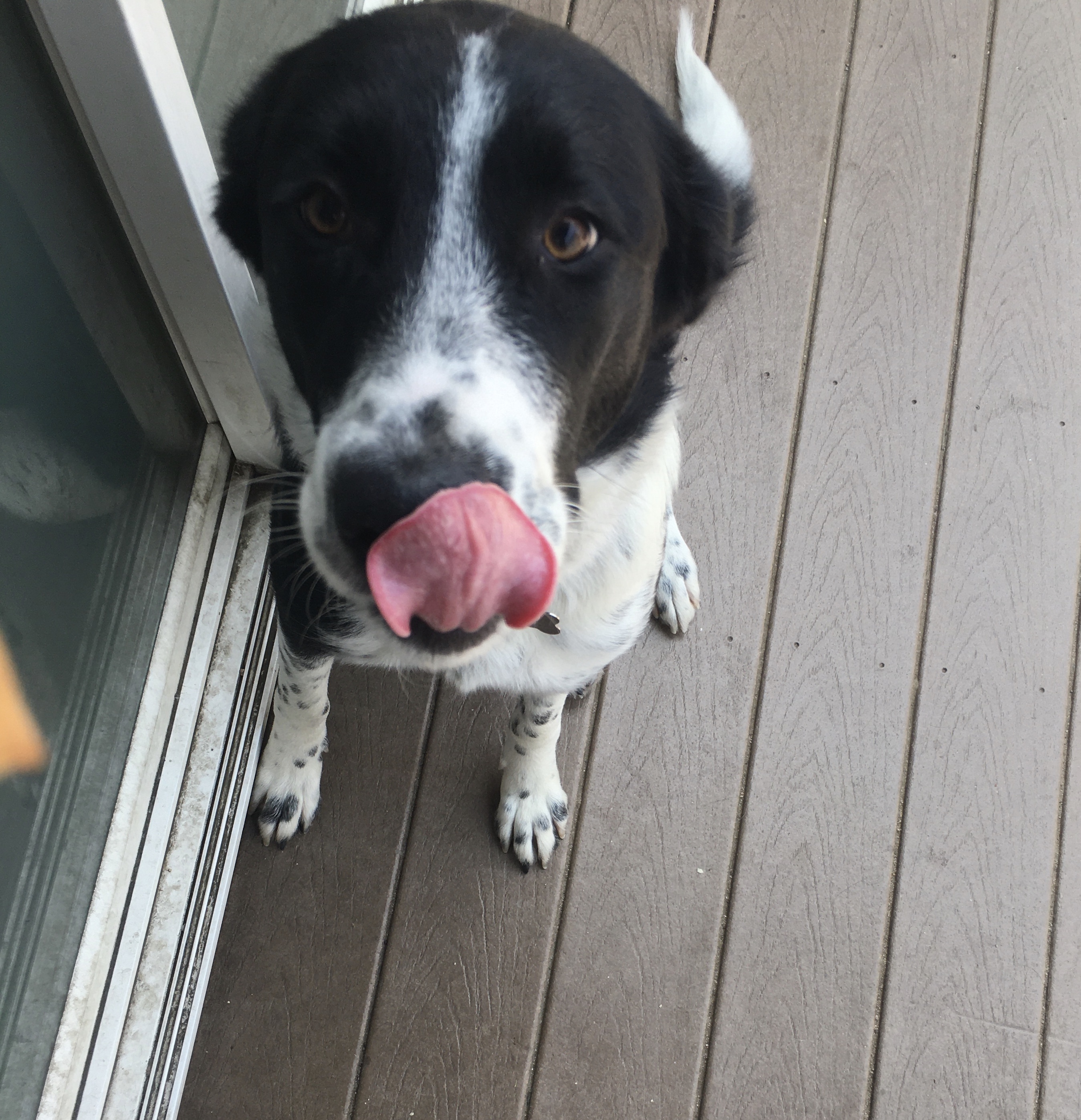 Enlarge Violet, a Adopted mixed breed in Pasadena, CA image 1/5