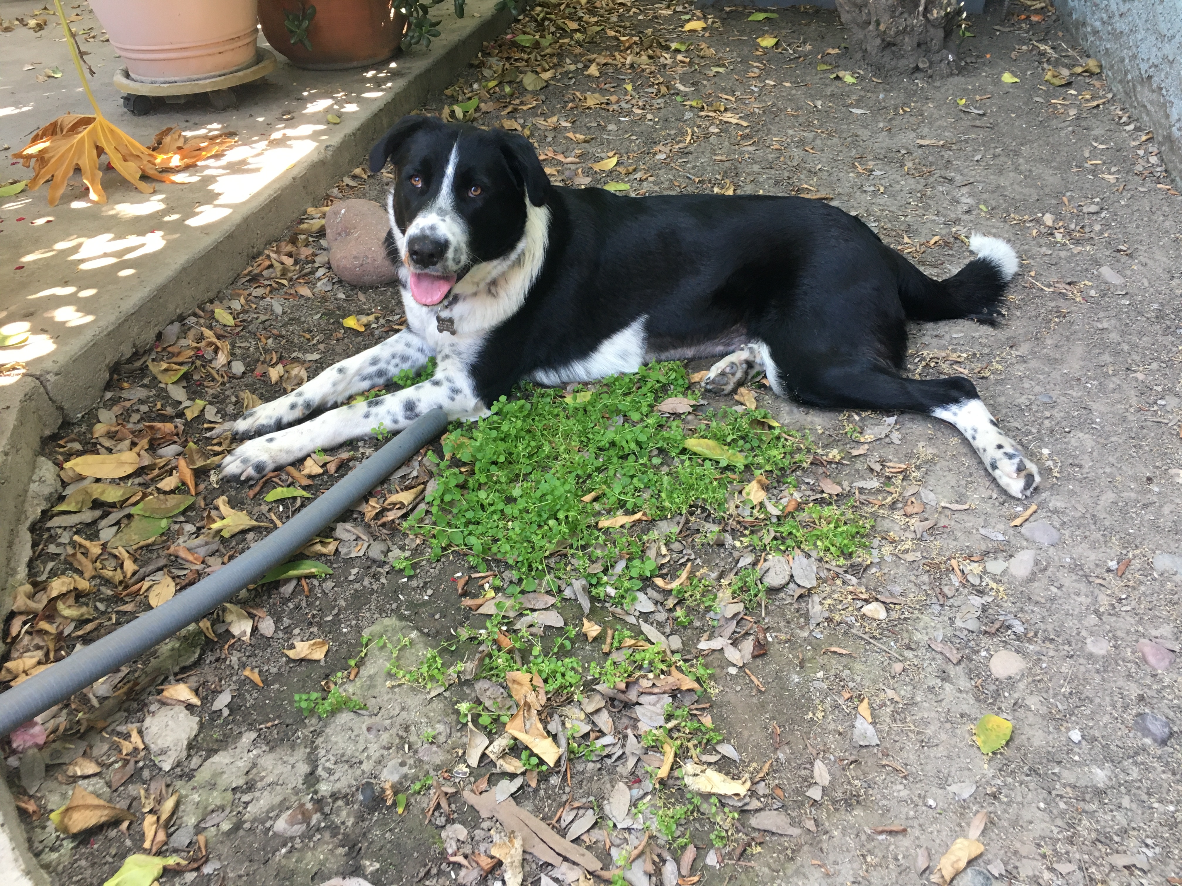 Enlarge Violet, a Adopted mixed breed in Pasadena, CA image 2/5