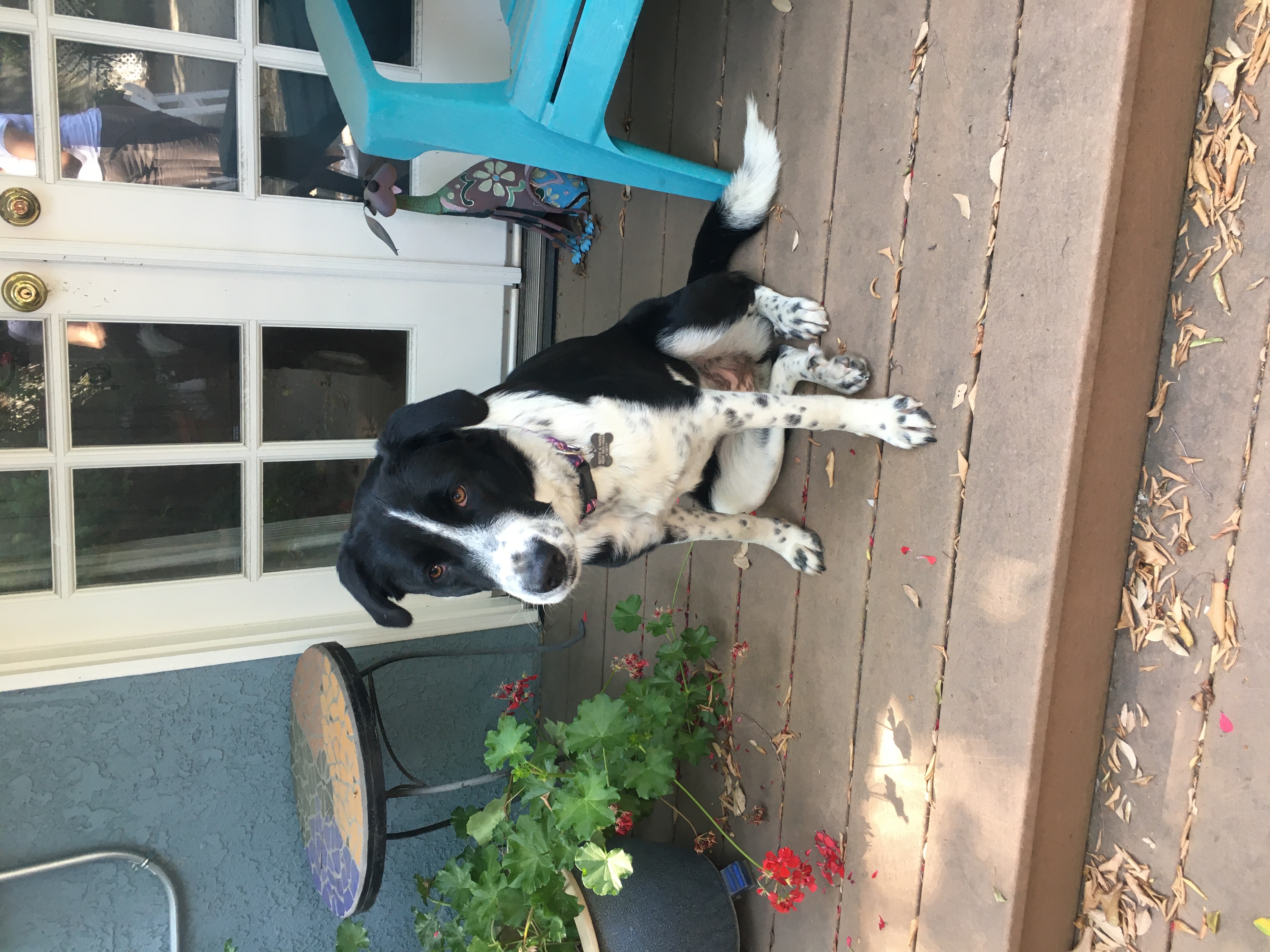 Violet, Adopted, Adult Female Labrador Retriever & Border Collie.