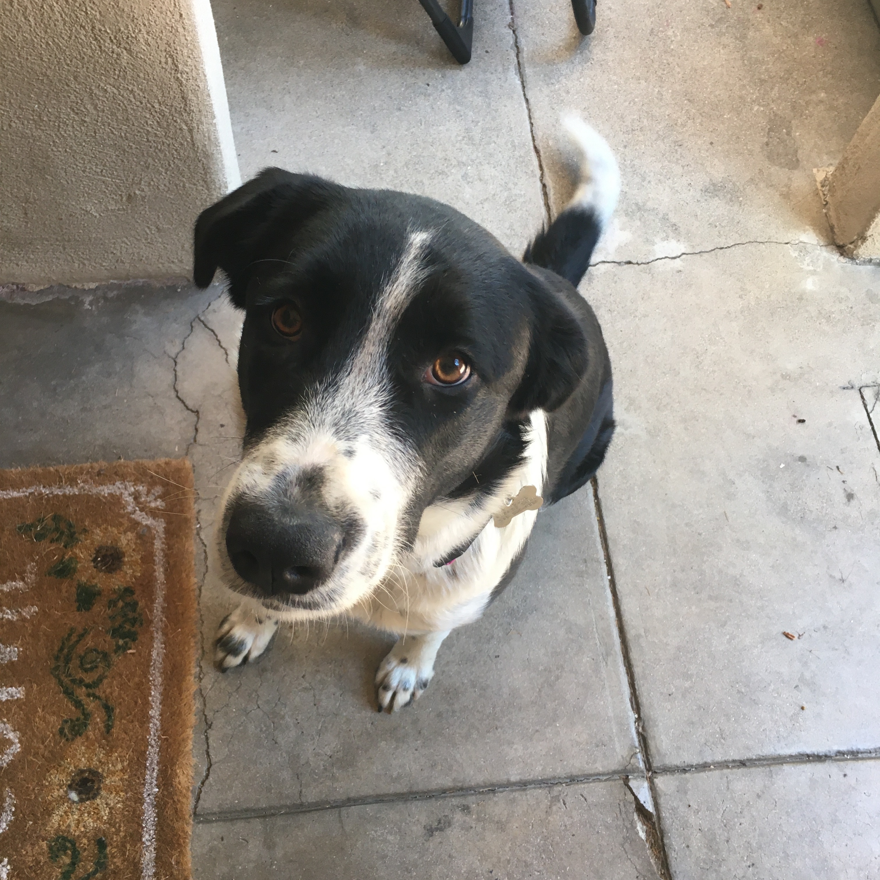 Enlarge Violet, a Adopted mixed breed in Pasadena, CA image 4/5