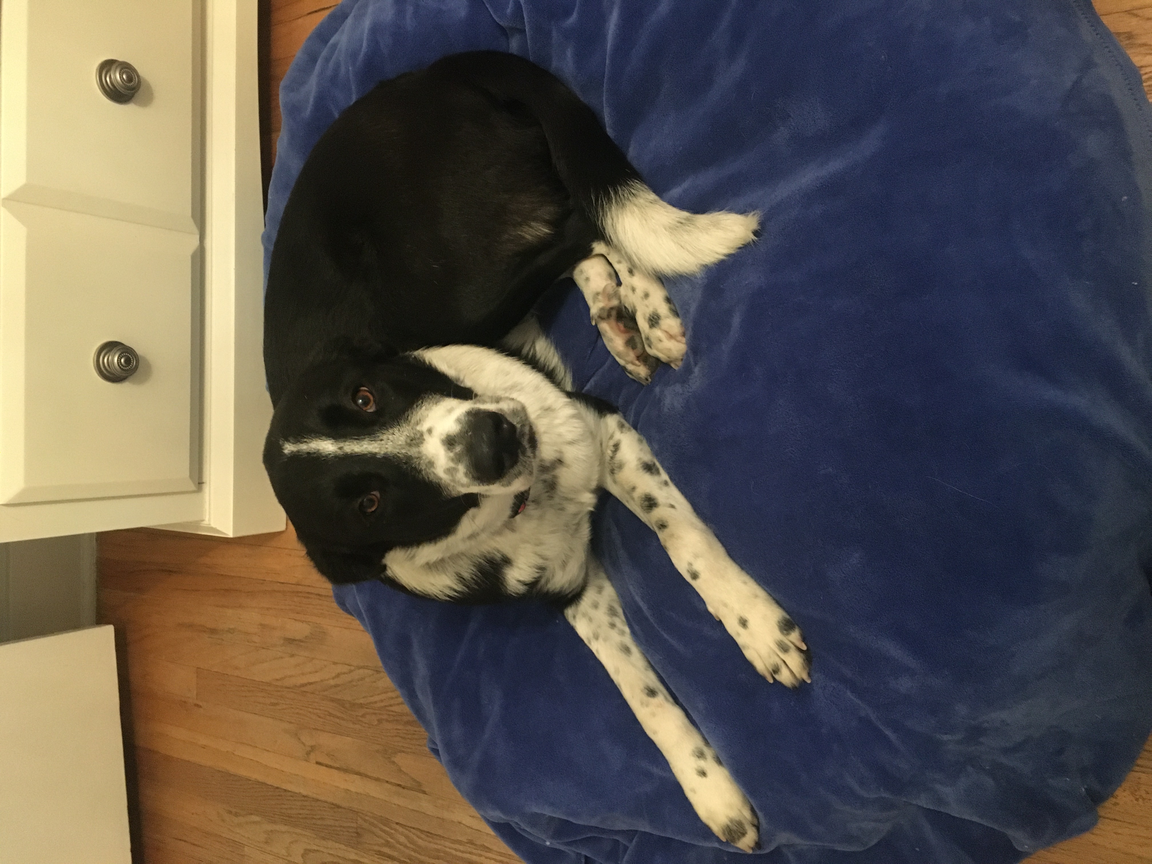 Enlarge Violet, a Adopted mixed breed in Pasadena, CA image 5/5