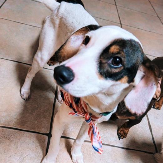 Enlarge Chase, a Adoptable mixed breed in Baton Rouge, LA image 1/6