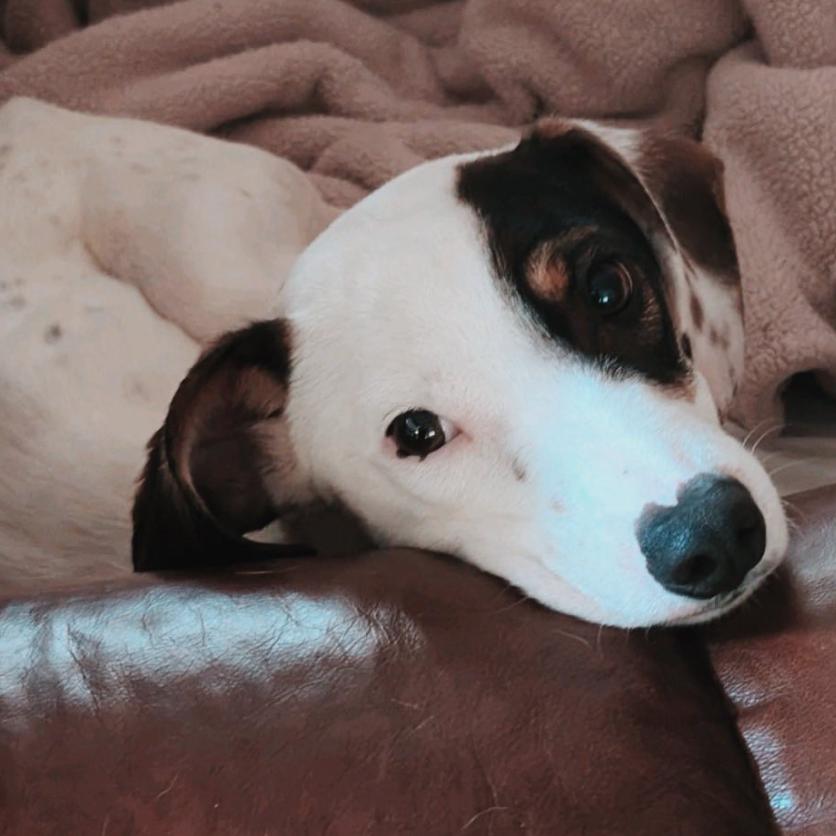 Enlarge Chase, a Adoptable mixed breed in Baton Rouge, LA image 2/6