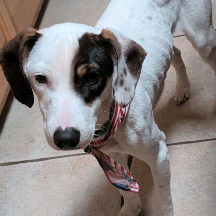 Enlarge Chase, a Adoptable mixed breed in Baton Rouge, LA image 3/6