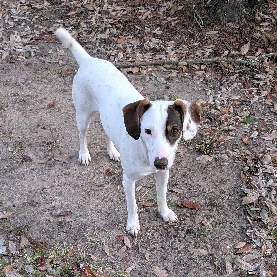 Enlarge Chase, a Adoptable mixed breed in Baton Rouge, LA image 4/6