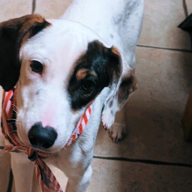 Enlarge Chase, a Adoptable mixed breed in Baton Rouge, LA image 5/6