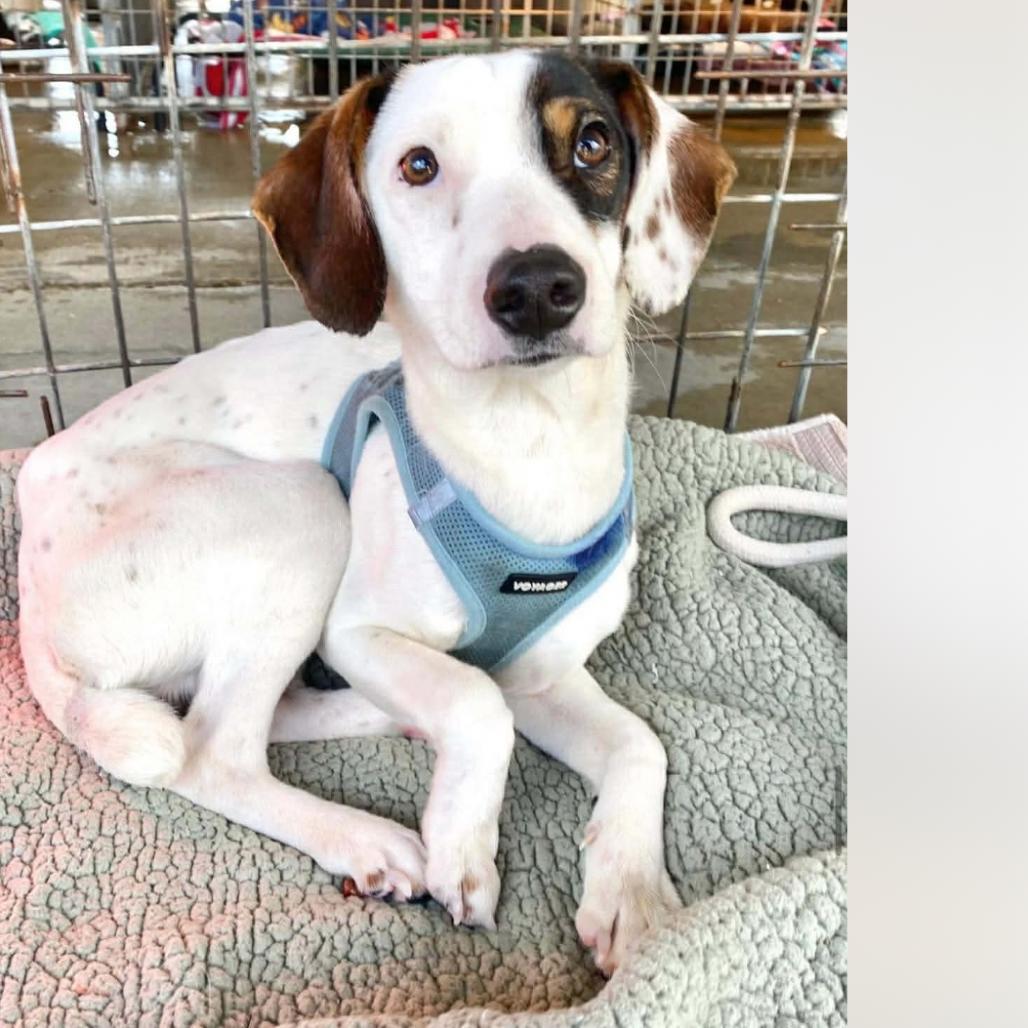 Enlarge Chase, a Adoptable mixed breed in Baton Rouge, LA image 6/6