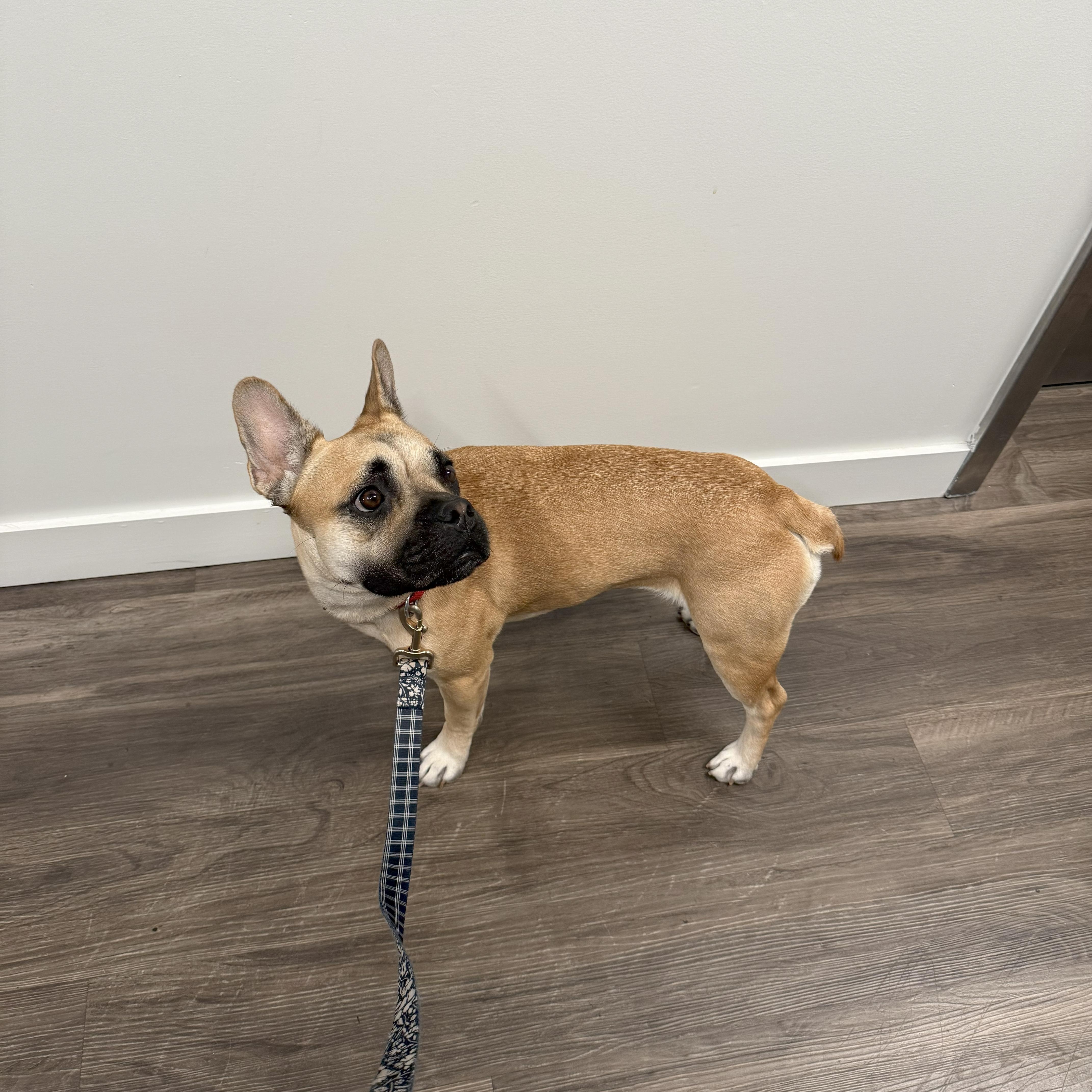 Enlarge Jada, a Adoptable mixed breed in Tarzana, CA image 6/6