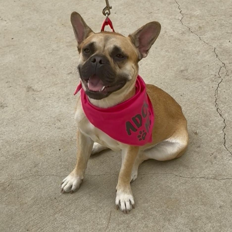 Enlarge Jada, a Adoptable mixed breed in Tarzana, CA image 2/6