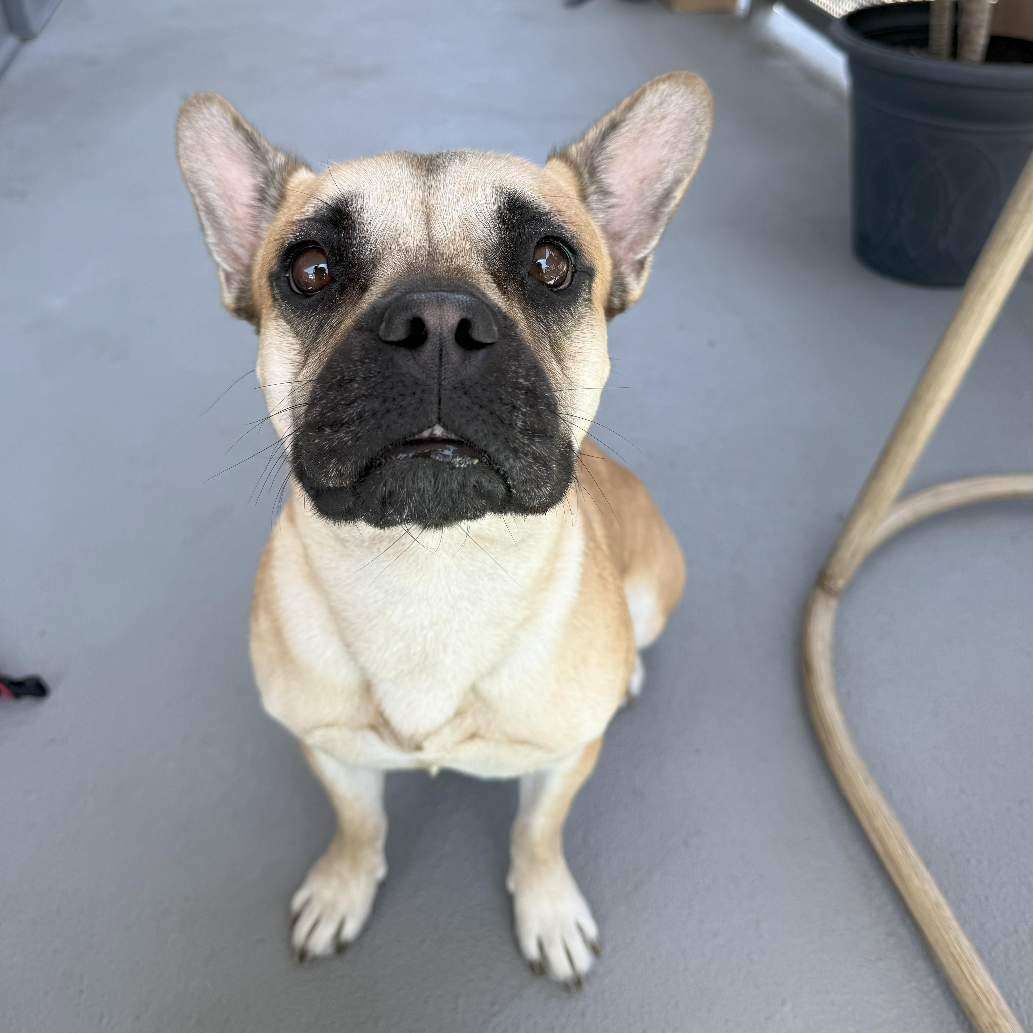 Enlarge Jada, a Adoptable mixed breed in Tarzana, CA image 5/6