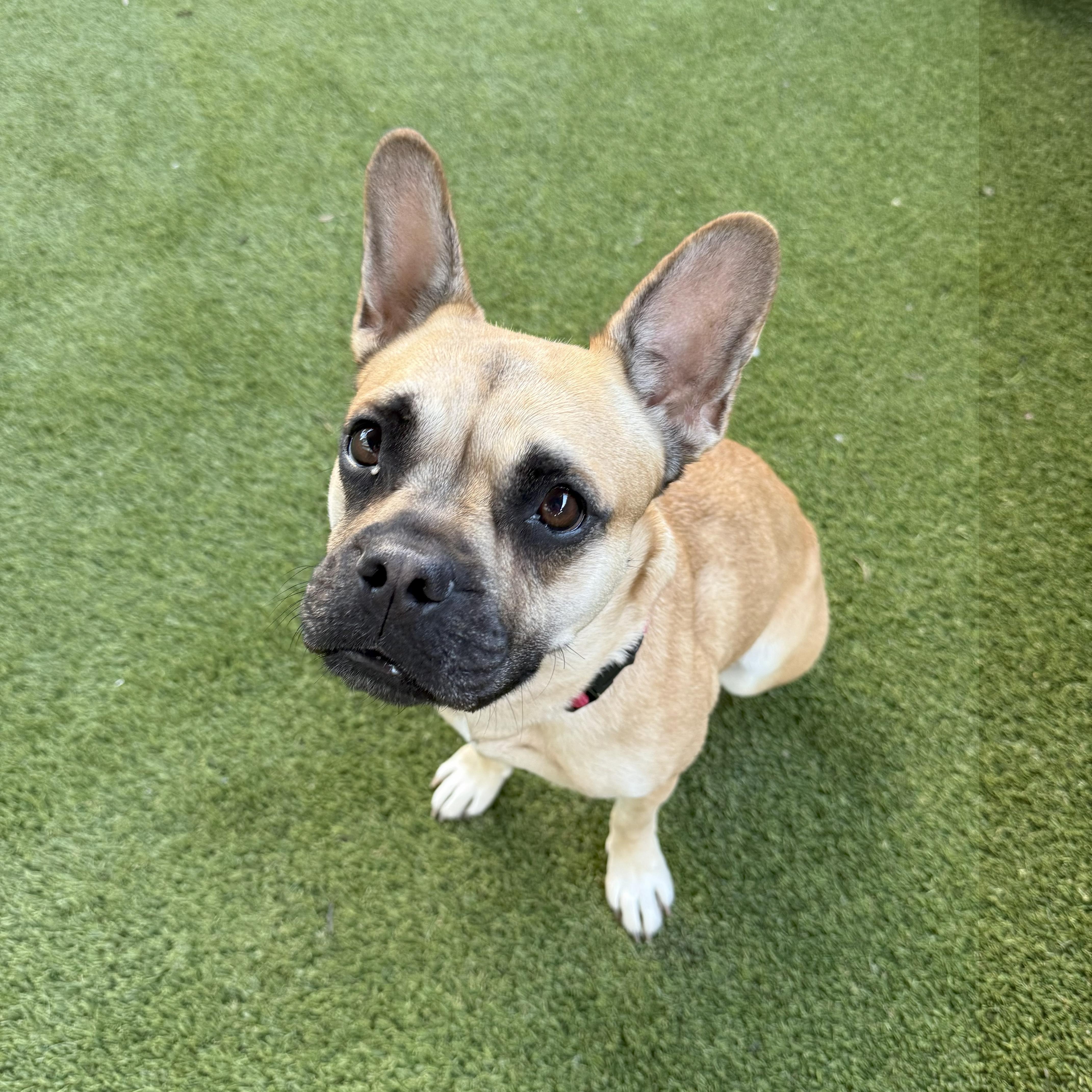 Enlarge Jada, a Adoptable mixed breed in Tarzana, CA image 4/6