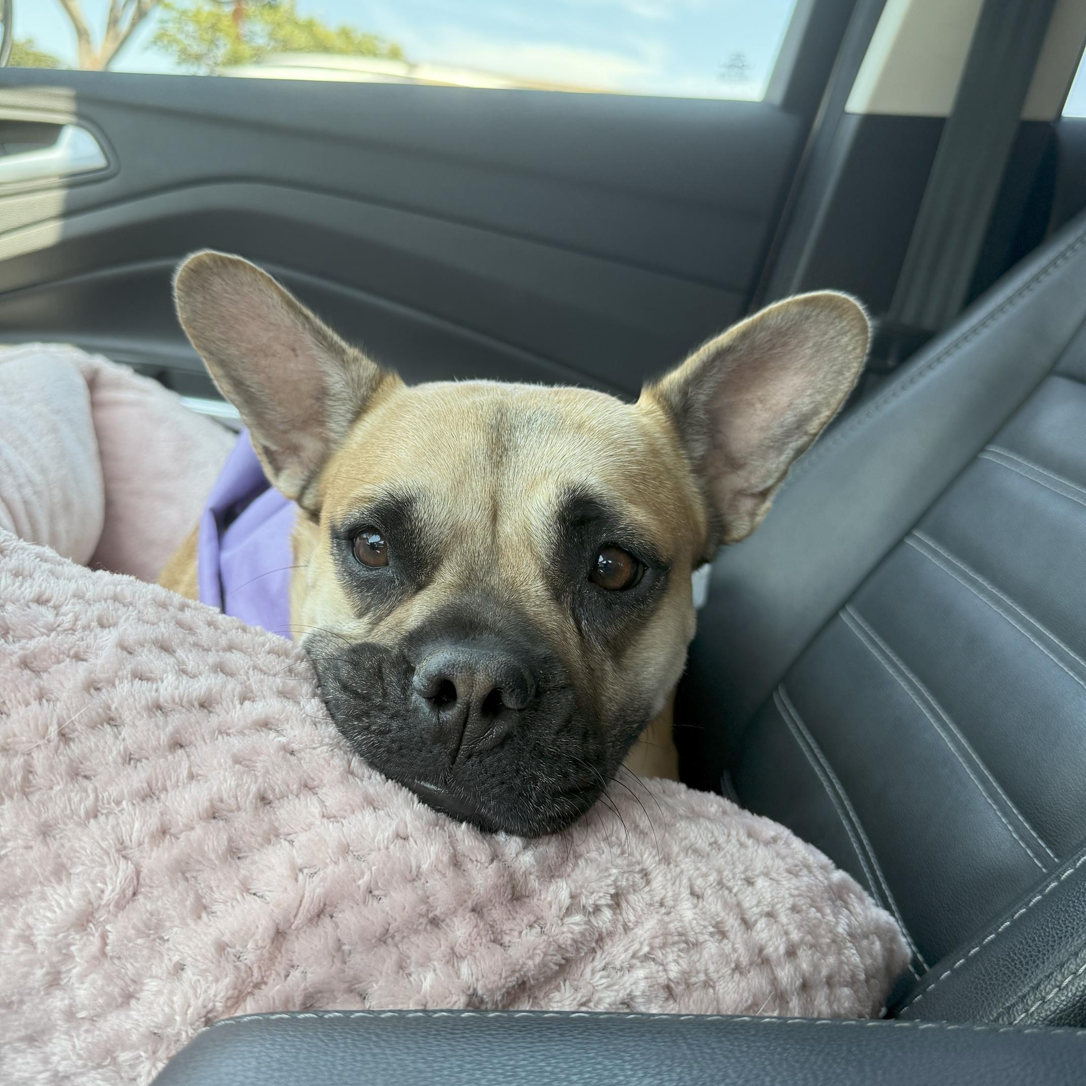 Jada, Adoptable, Young Female French Bulldog.