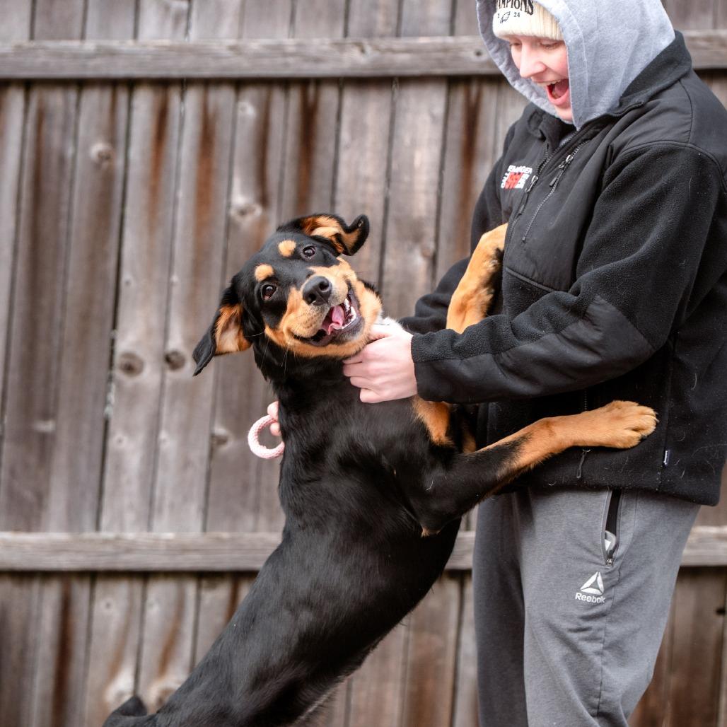 Marcella, adopted, Adult Female Mixed Breed & Rottweiler.