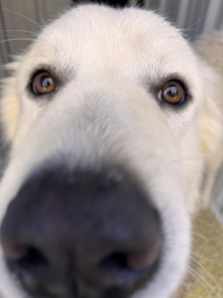 Enlarge Brother Che'lu SAT, a Adoptable Great Pyrenees in San Antonio, TX image 1/6
